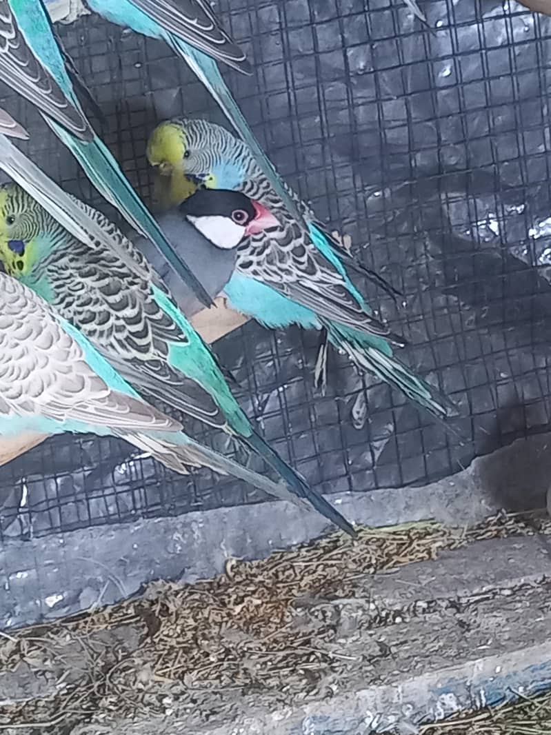 java bird for sale 5