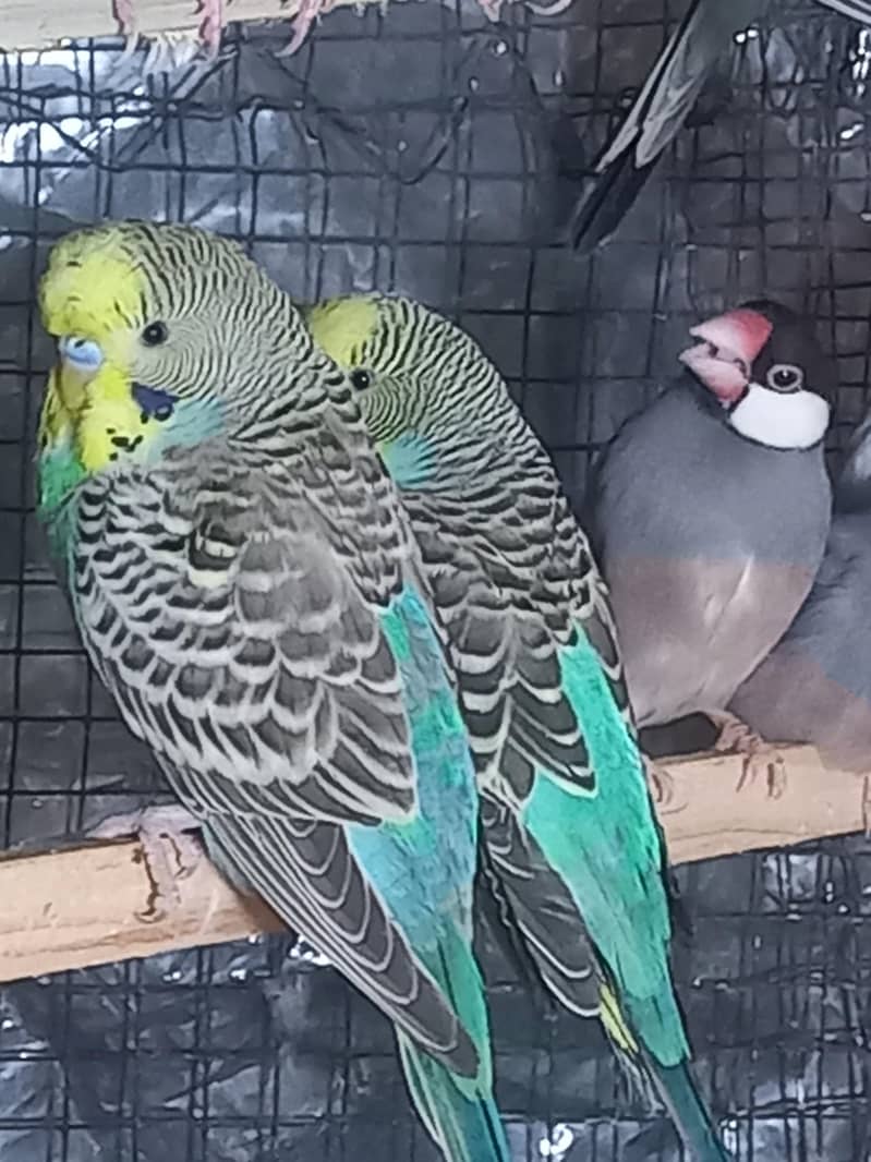 java bird for sale 6