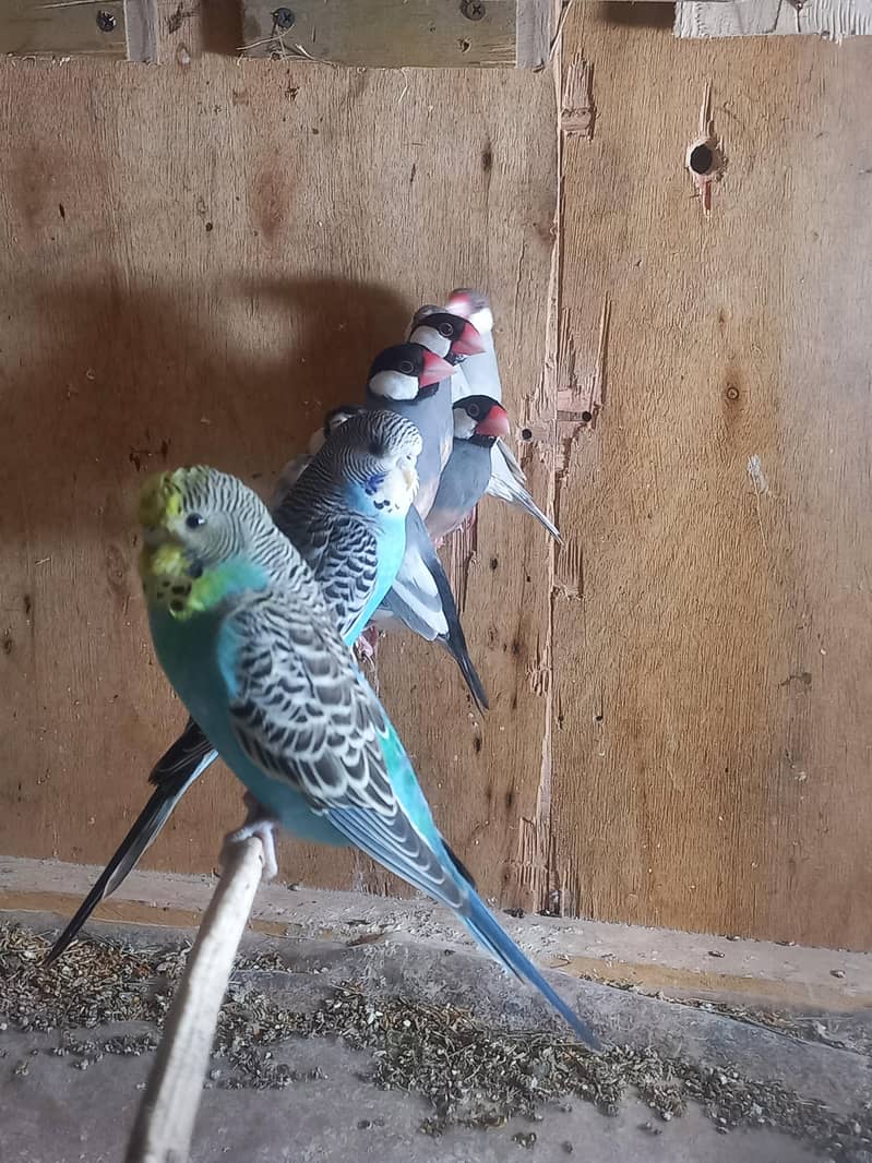 java bird for sale 7