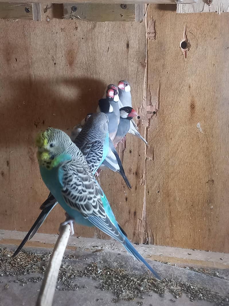 java bird for sale 8