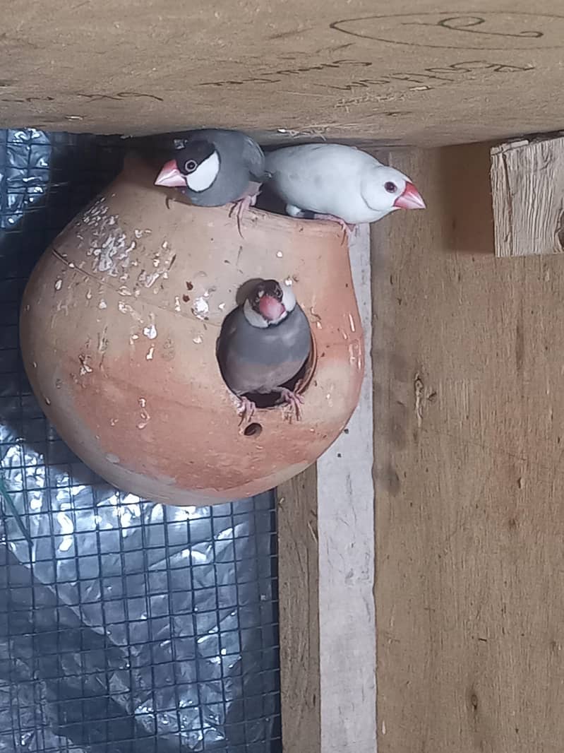 java bird for sale 9