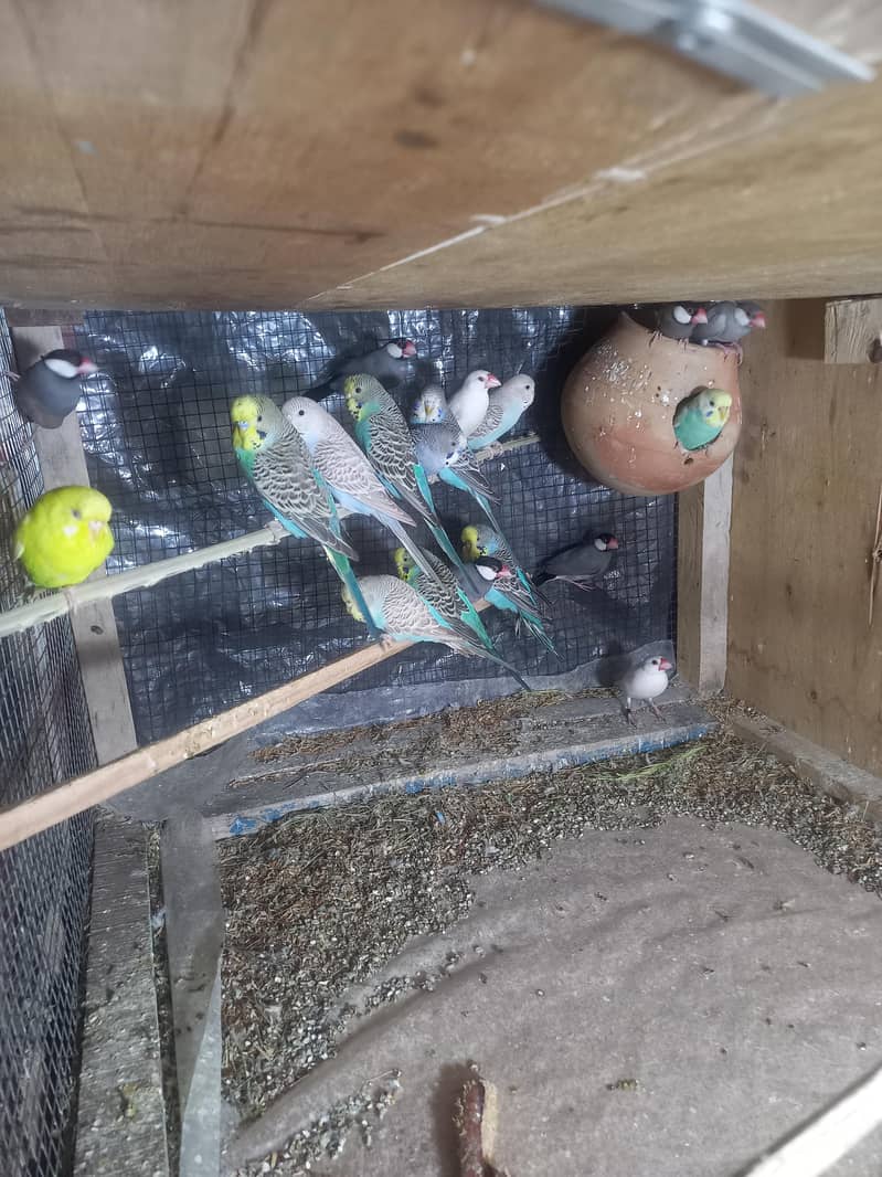 java bird for sale 10