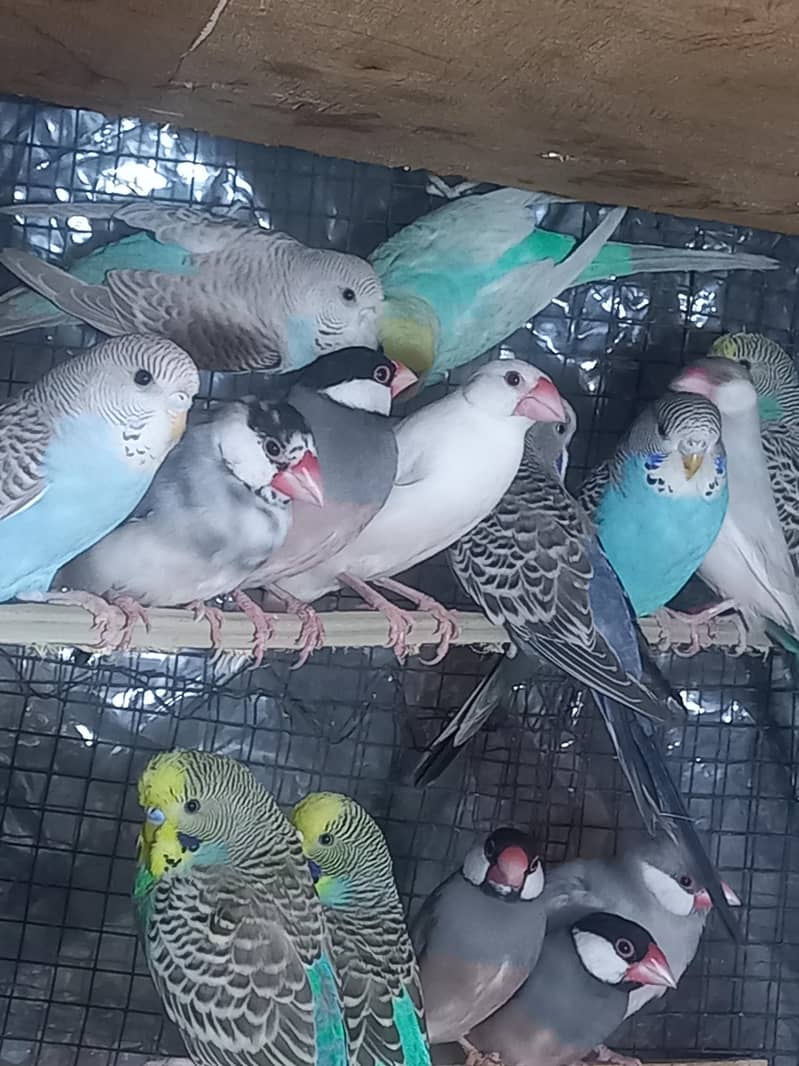 java bird for sale 11