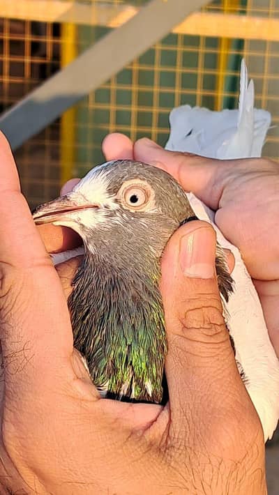 Teddy kabutor-چوحدری سخی بھٹی(chsakhibhatti blood line)