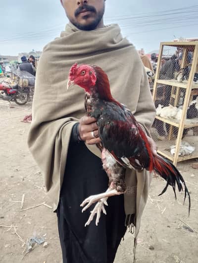 pure aseel haan miya wali ka hain