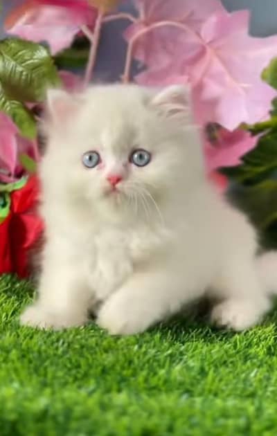 Persian kitten triple long coat and littler Trend/0331/7823482/