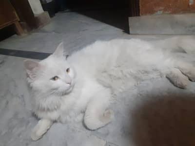 Persian cat for sale