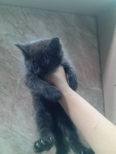 Persian kitten dole face cat for sale