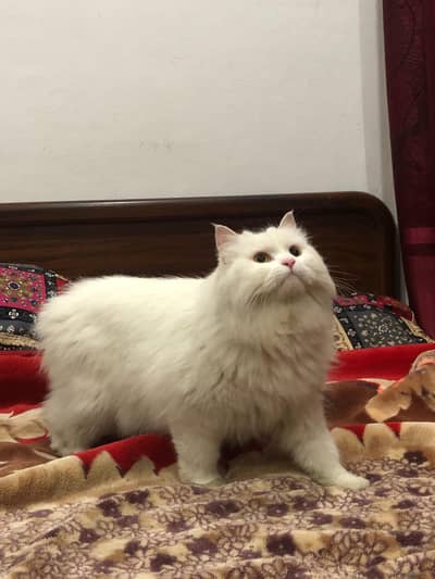 white cat pair Persian