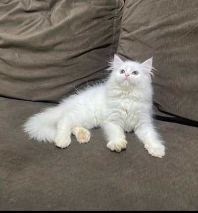 Persian cat triple quote 5 face mein later train