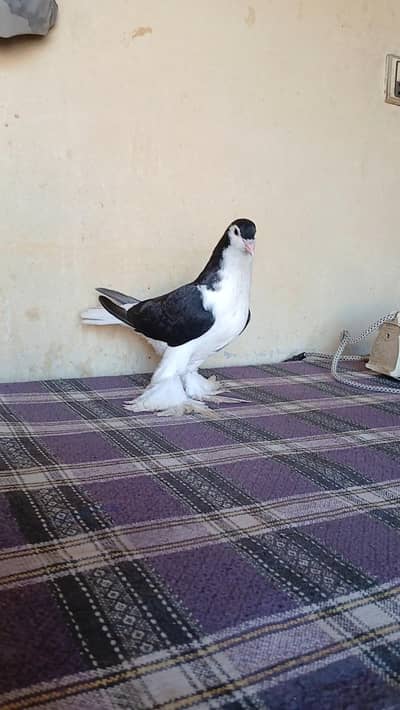 lahore Sherazi pigeon