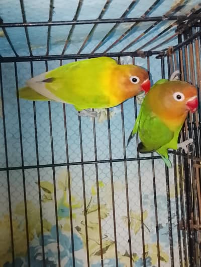 conform breeder pairs 0/3/2/1/7/5/8/6/8/4/1