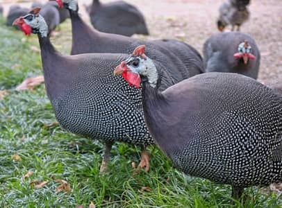 Chakor Guinea Fowl