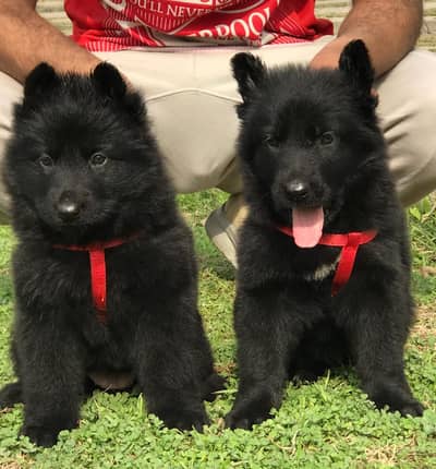 German Shepherd | German Shepherd Dog | GSD | Pupps For Sale