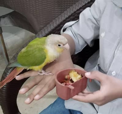 Quaker Parrot Conure