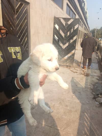 all ok all puppies available