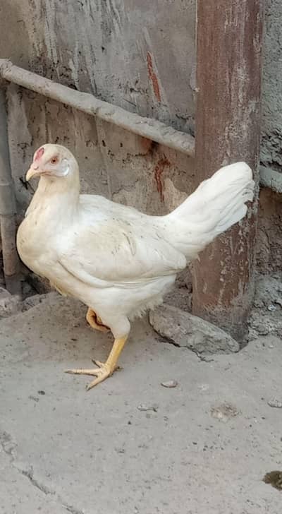 1 hen murgi aseel cross 03265847592