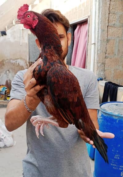 Mashallah high Quality Maadipara 03422719740