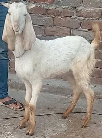 3 janwar White seeing Beautiful Bakra white Bakri  makhi cheeni Bakri
