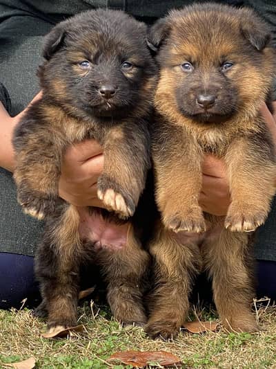 German Shepherd | German Shepherd Dog | GSD | Pupps For Sale