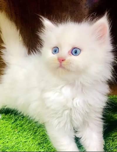 Persian female kitten for sale. my WhatsApp number 0320*24-100*47