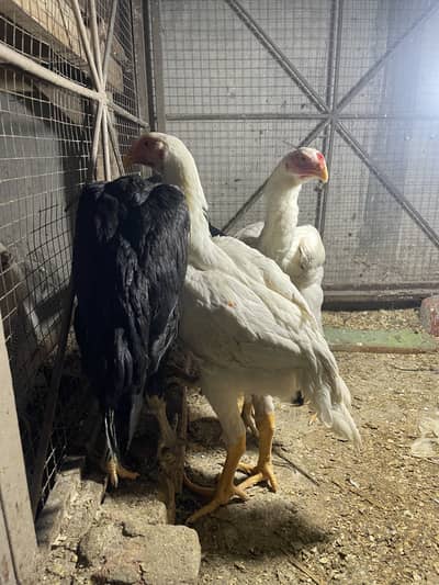 White and black Shamo