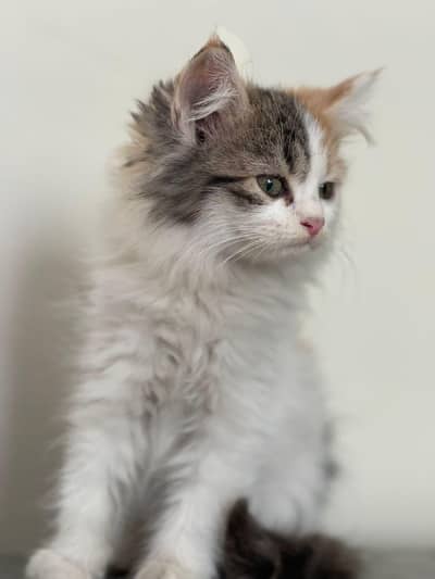 Persian kitten. triple coated