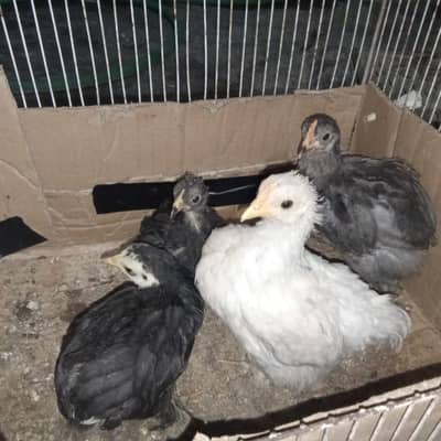 Bantam Chicks White Bantam Blue Bantam