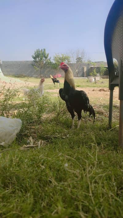 *ASEEL MIANWALI JAWA PTHA*