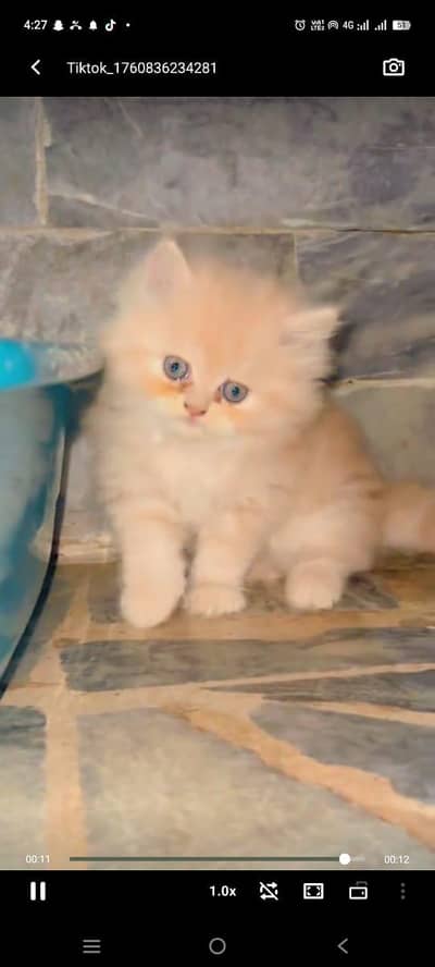 Persian kitten triple long coat and littler Trend/0331/7823482/