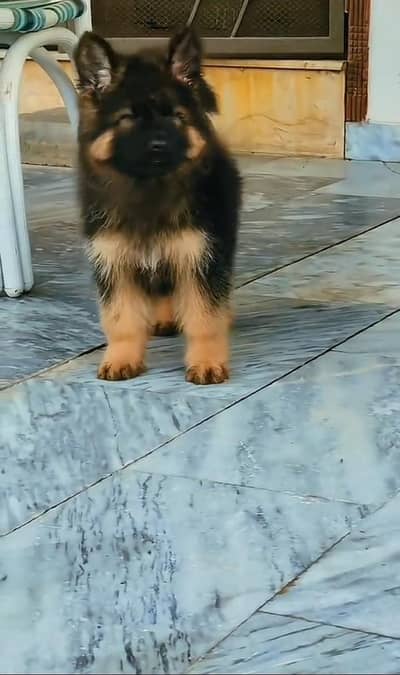 German Shepherd puppy for sale 0323/3070027