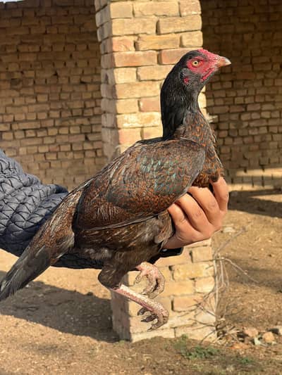 aseel hens per peace 4000