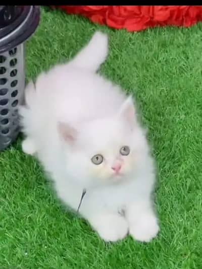 Persian female kitten for sale. my WhatsApp number 0320*24-100*47