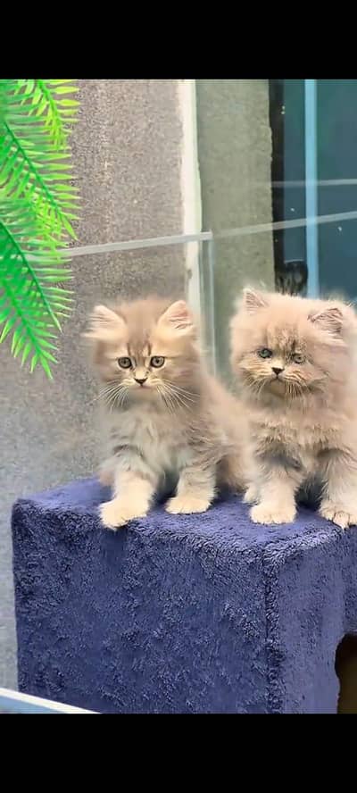 Persian kitten triple long coat and littler Trend/0331/7823482/