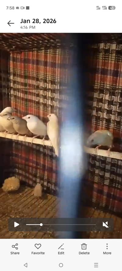 yellow goldian pathay 8piece