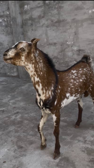 Barbari bakra for Sall location Multan !