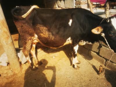 Cow for sale