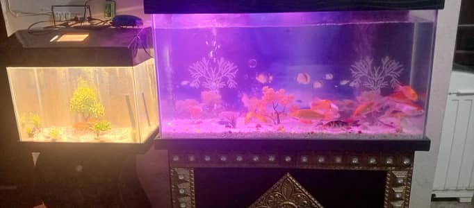 2 Aquarium with fishes