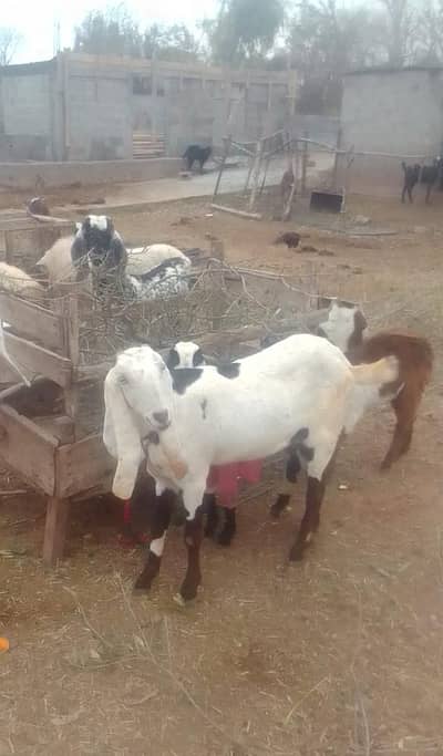 Beetal bakri for sale