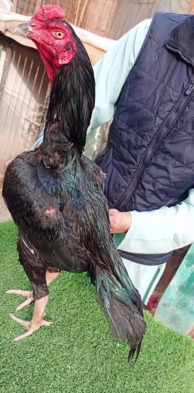 Indiana parrotbeak or Pakistani Aseel be ha