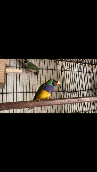 Common goldian Breader pair.