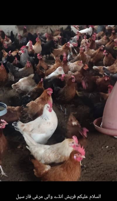 Active hen and egg lying