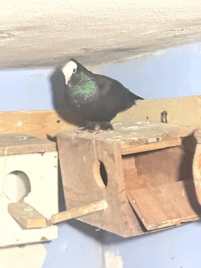 2 pigeons he black or white colourggv ke bahot healthy heyn dono