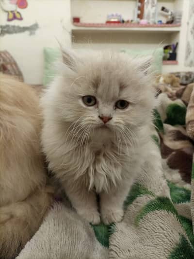 White Persian Kitten for Sale 
