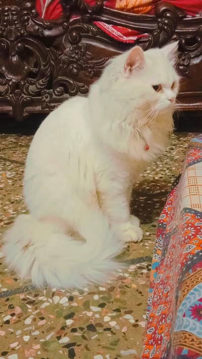 Persian