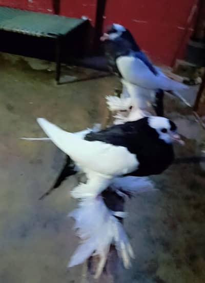 chiks pair available in Islamabad bhara khu dhok jilani