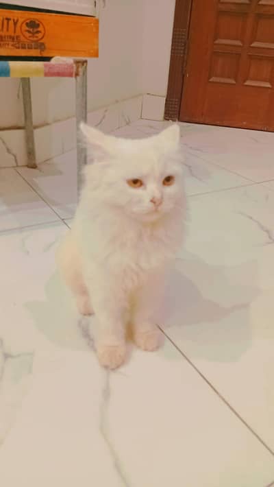 trained and clean cat