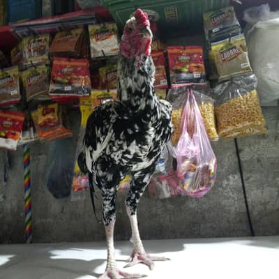 achi nasal ka murga  ha jis ne Lena ho rabta kare