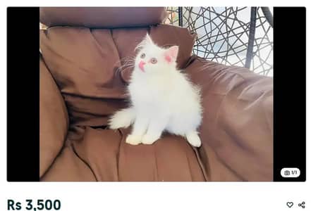 Persian cat for sale my WhatsApp number  0324-12-95-120