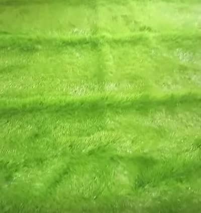 Premium Quality Grass Carpet